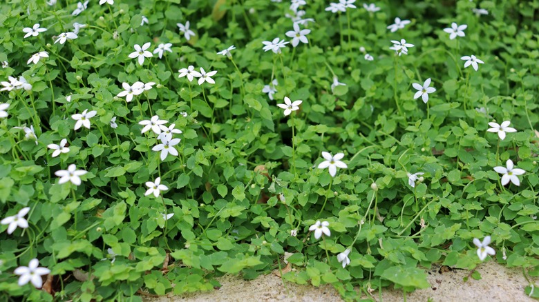 Blue star creeper plant in bloom near sidewalk