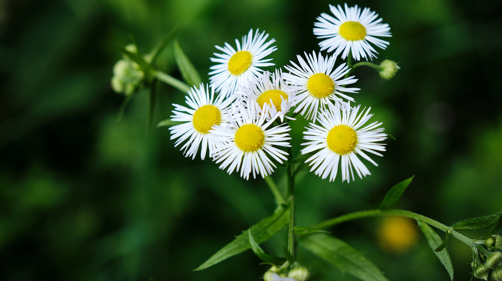 how-to-control-fleabane-the-weed-that-does-not-eliminate-fleas-in-your