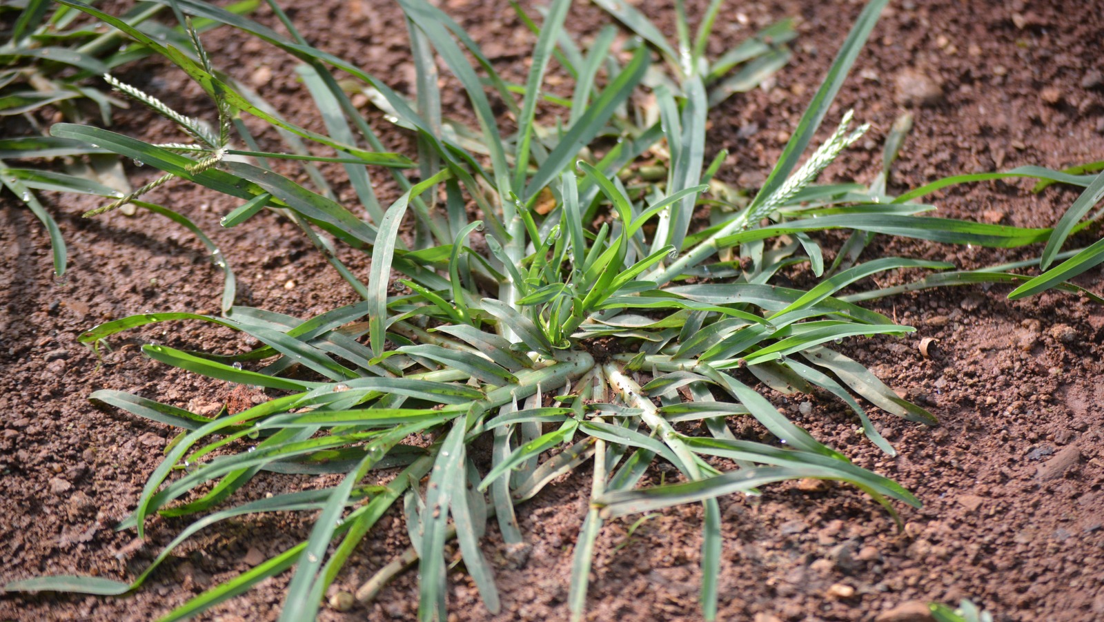 How To Control Goosegrass In Your Lawn