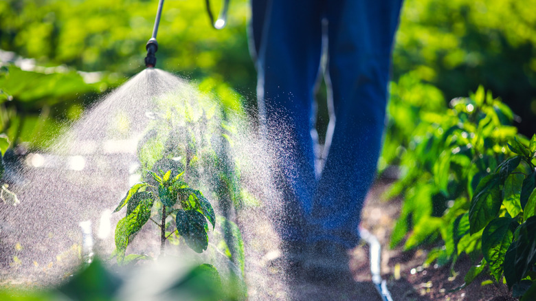 person spraying herbicide