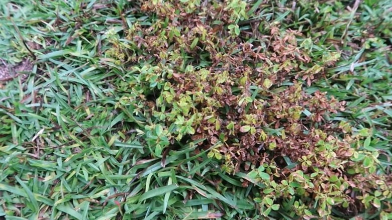 drying lespedeza post herbicide application