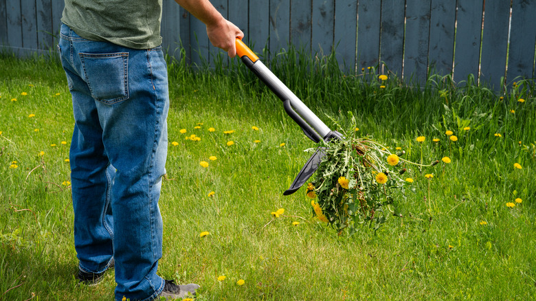 man using a weed puller