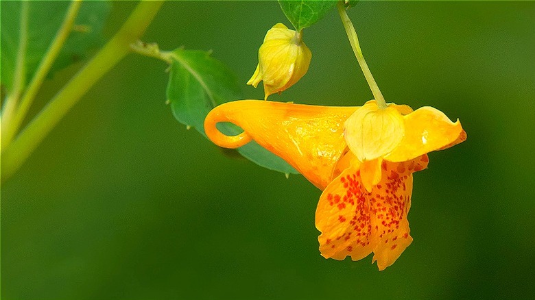 Close view of orange jewelweed