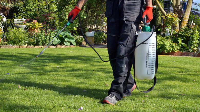 man spraying lawn