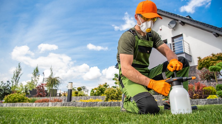 gardener using hand pump sprayer