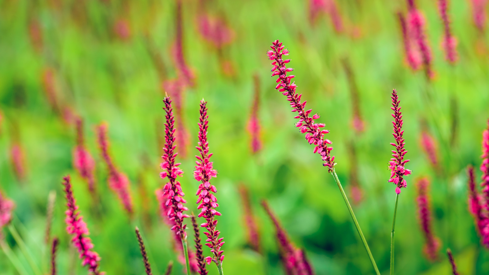 How To Control Smartweed, A Weed That Thrives In Wet Environments