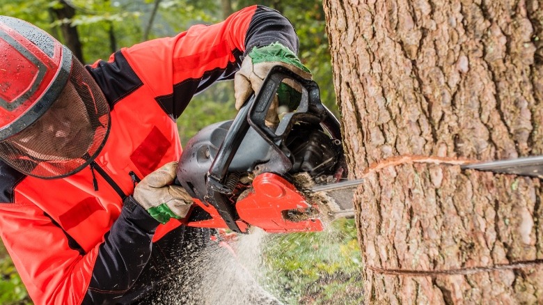 A person cutting a tree with a chainsaw