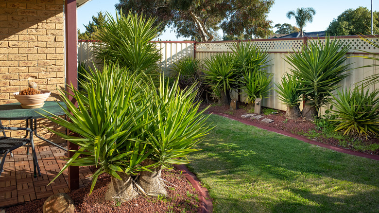 outdoor garden of yucca plants