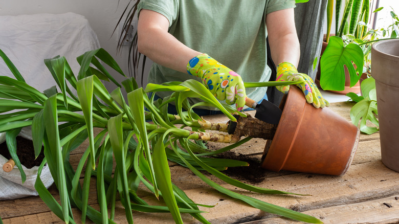 Person repotting a yucca houseplant