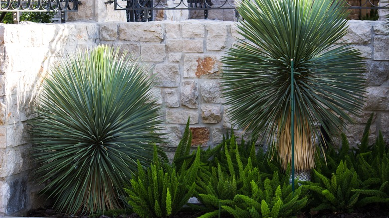 Two yucca trees in a garden