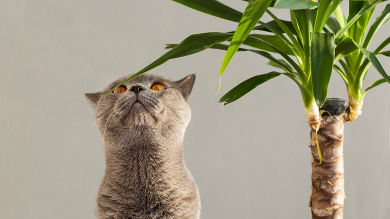 Grey cat with yucca houseplant