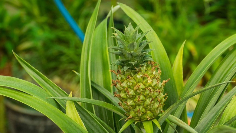 Pineapple bromeliad