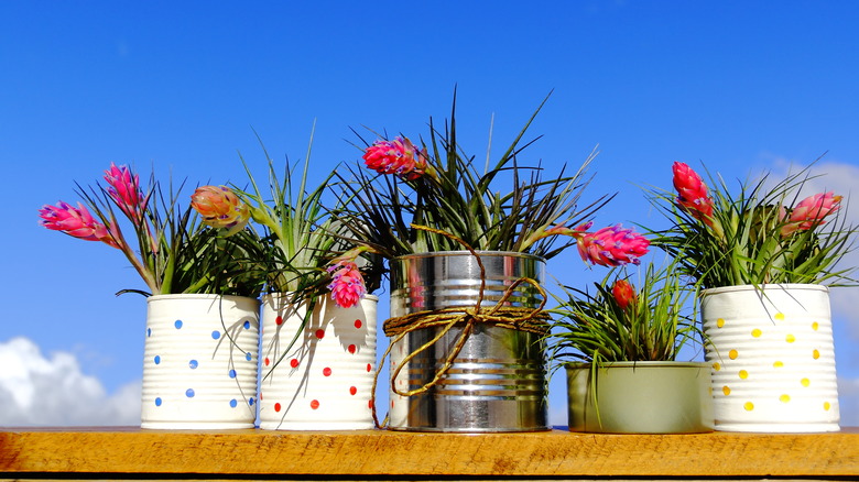 Five potted bromeliads outdoors