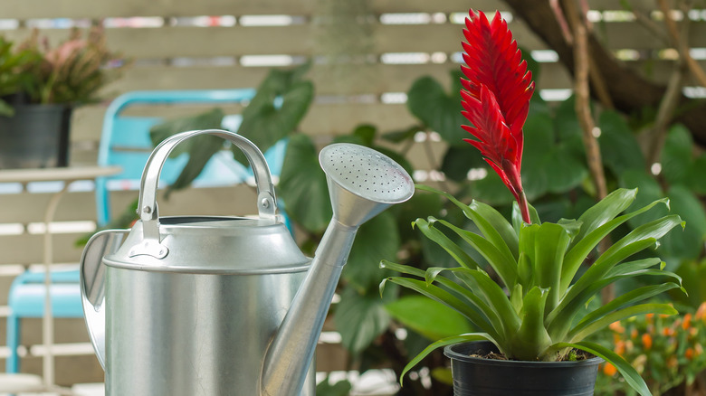 Red bromeliad and watering can