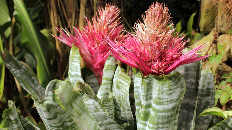 Outdoor pink bromeliad