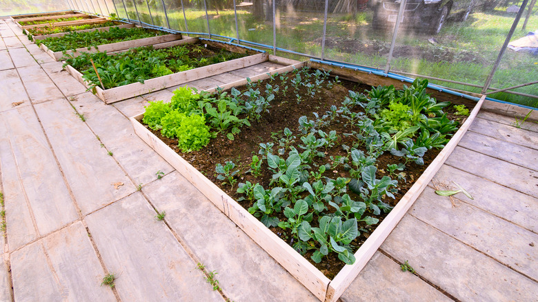 Vegetables in plant boxes