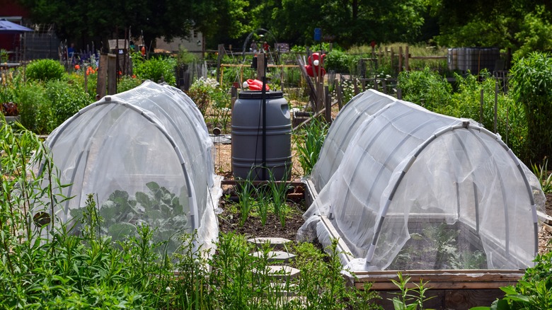 garden beds covered by nets