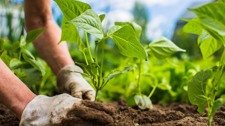 gardener planting seedling