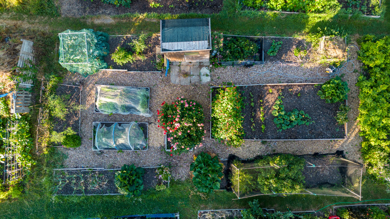 aerial view of garden