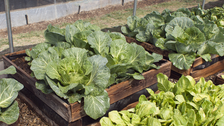 Cabbage in planter boxes