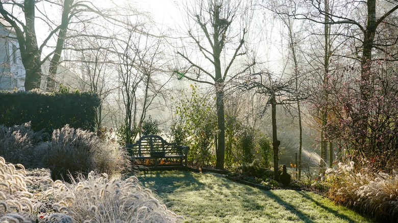 A frosty winter morning out in a garden space.