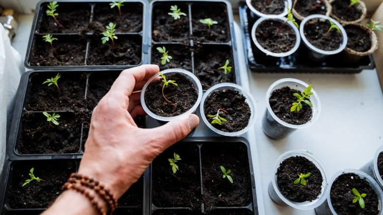 A hand holding a small cup of dirt with a tiny seedling growing at the center.