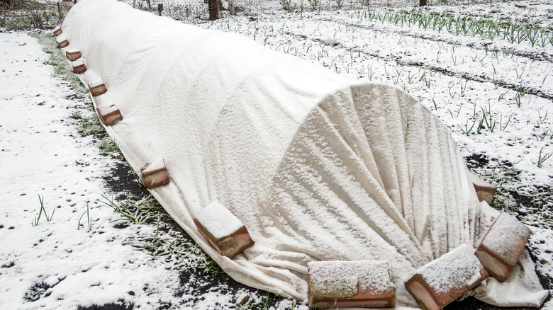 vegetables covered with blanket 