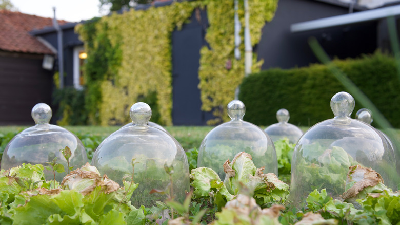 glass cloches covering plants