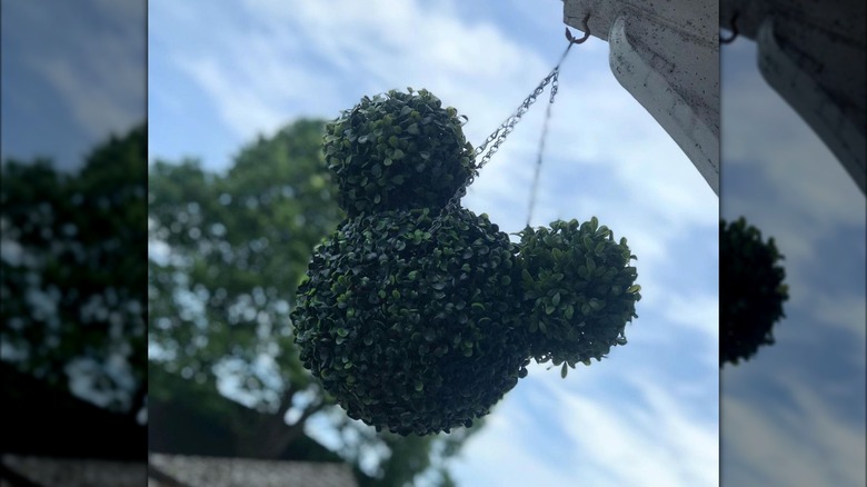 Mickey Mouse-shaped plant