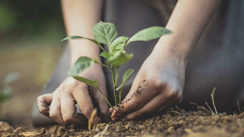 Person planting seedling in ground