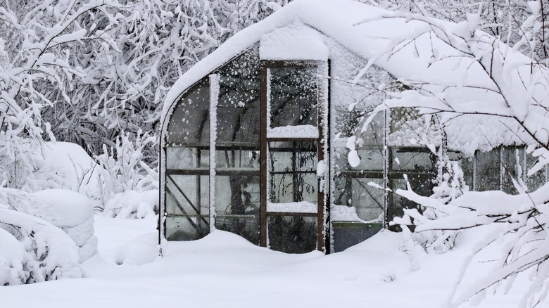 snowy backyard and house