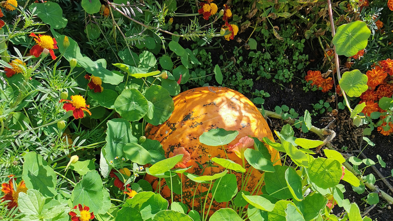 Pumpkin growing with nasturtiums