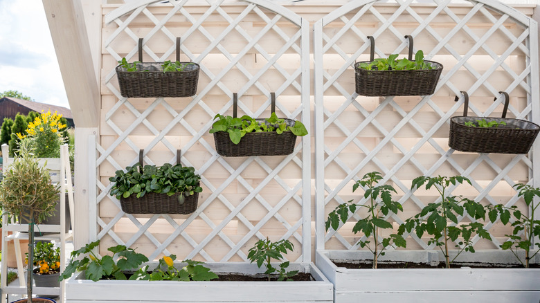 Vegetables growing in hanging baskets