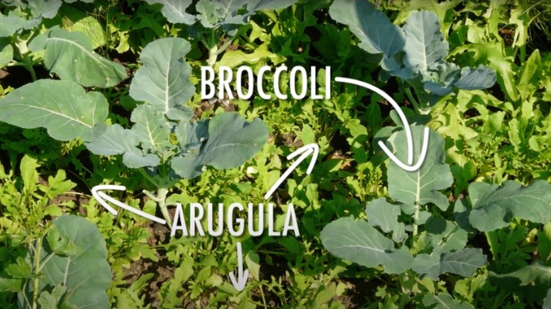 Broccoli growing next to arugula