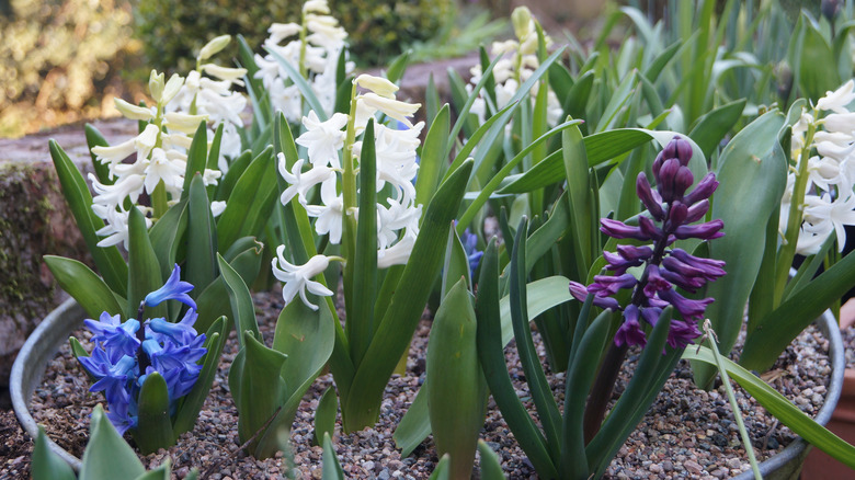 Hyacinths planted with tulips
