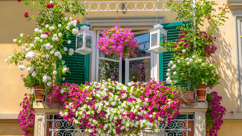 Balcony garden in bloom