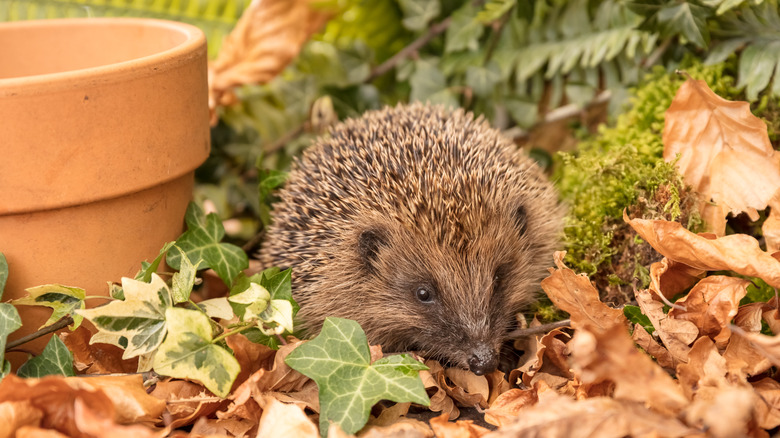 Hedgehog in yard