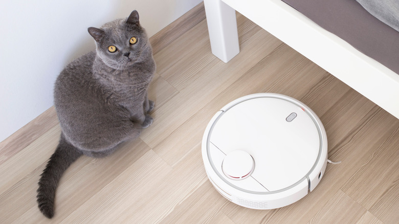 autonomous vacuum and cat