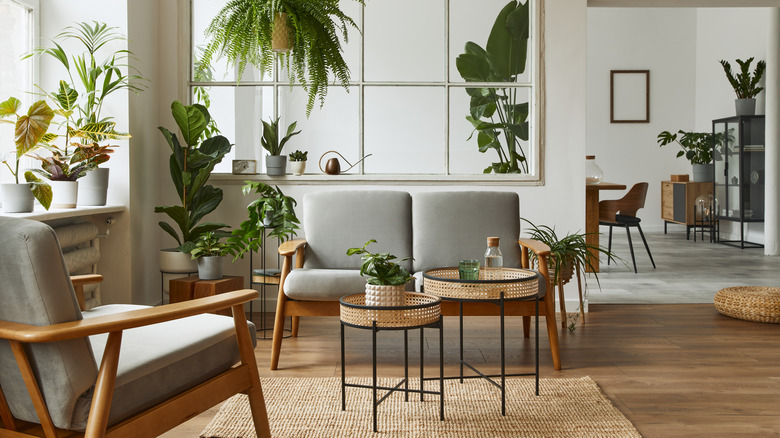 chairs in living room with plants