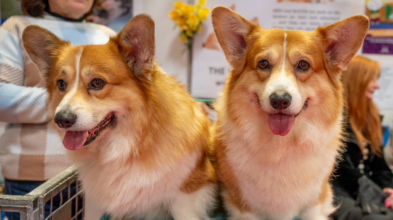 two corgis sitting together