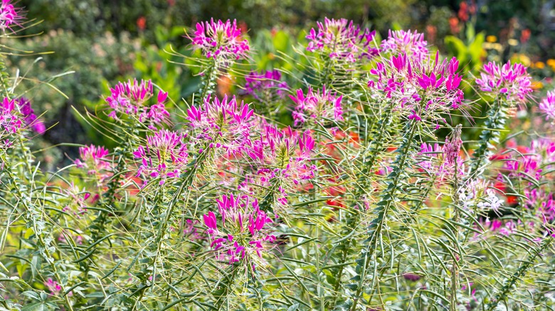 Pink cleome flowers