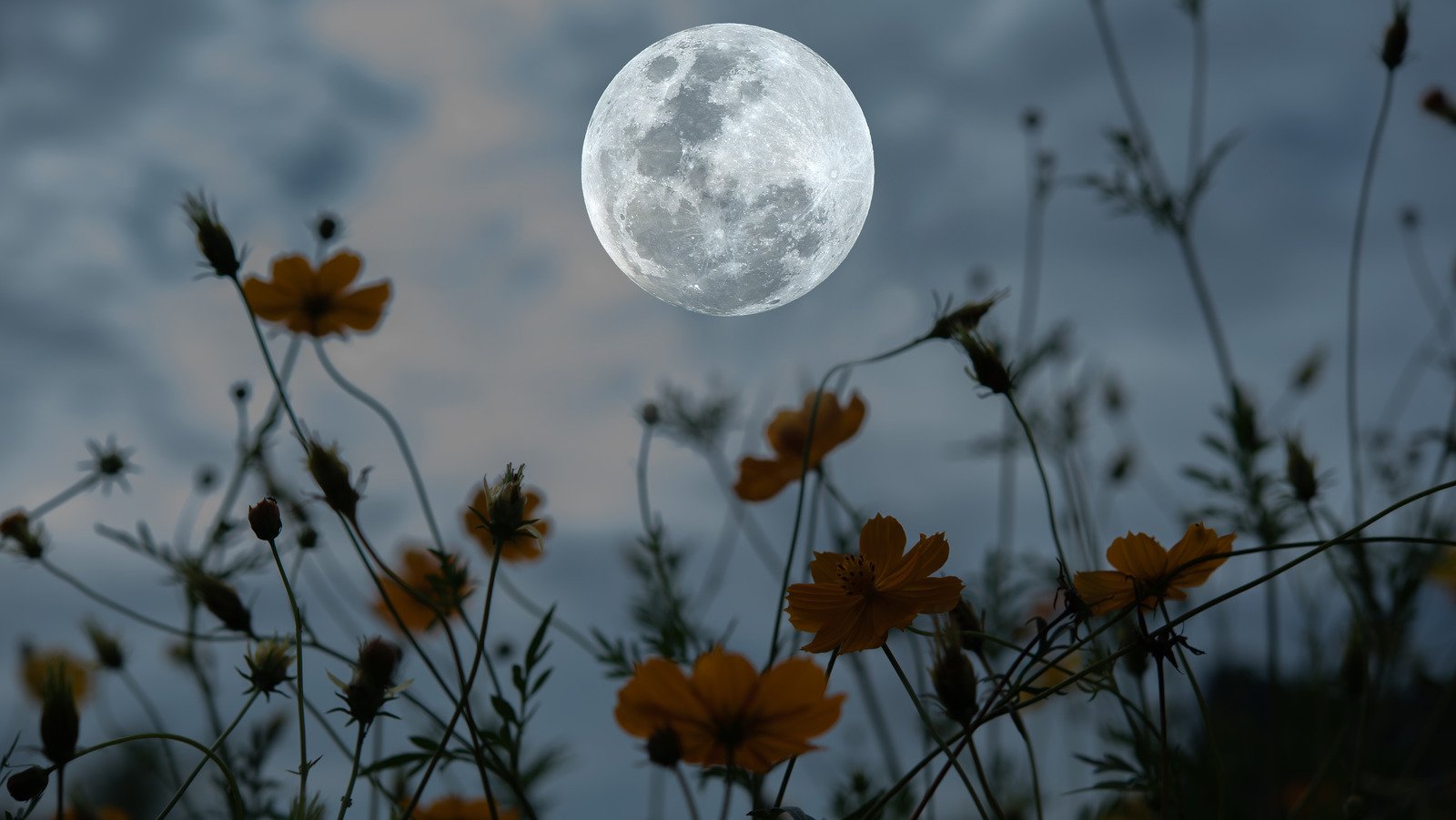 How To Create A Moon Garden, The Newest Gardening Trend