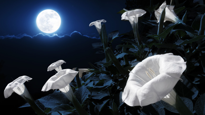 Moonflowers in moonlight
