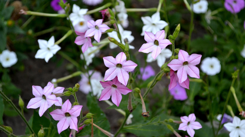 Pink flowering tobacco