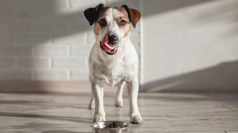 Dog standing on wood flooring