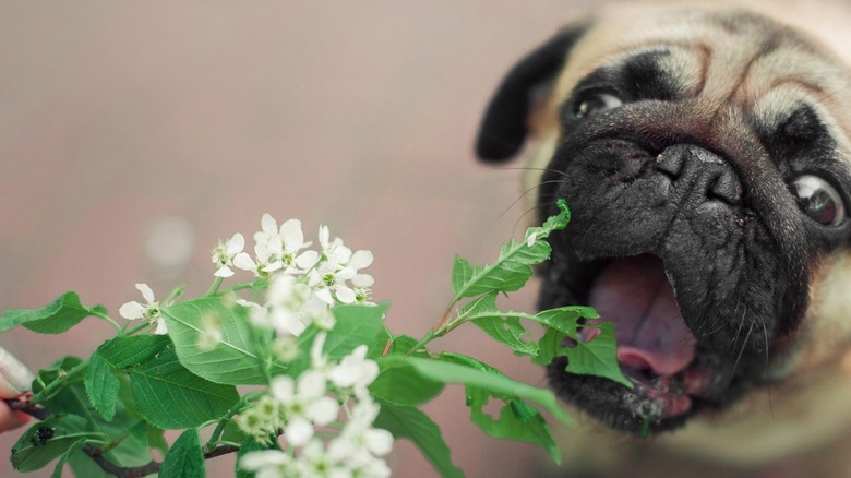 Dog eating flowers 