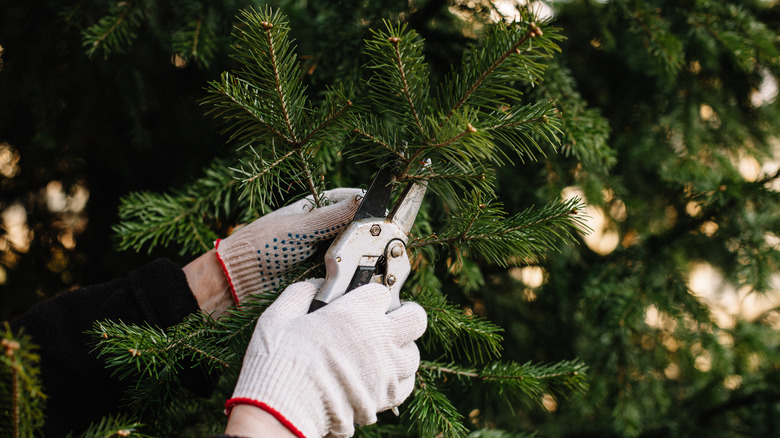 person cutting evergreen boughs wearing gloves