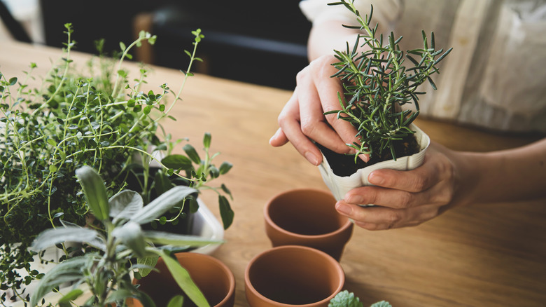 Woman preparing an herb garden