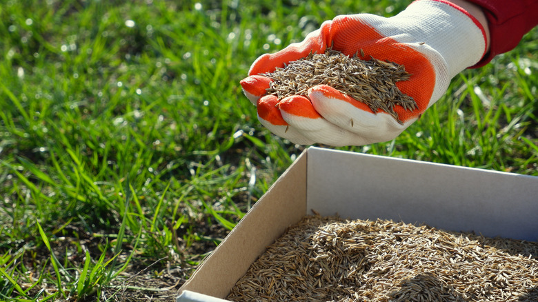 person spreading grass seed