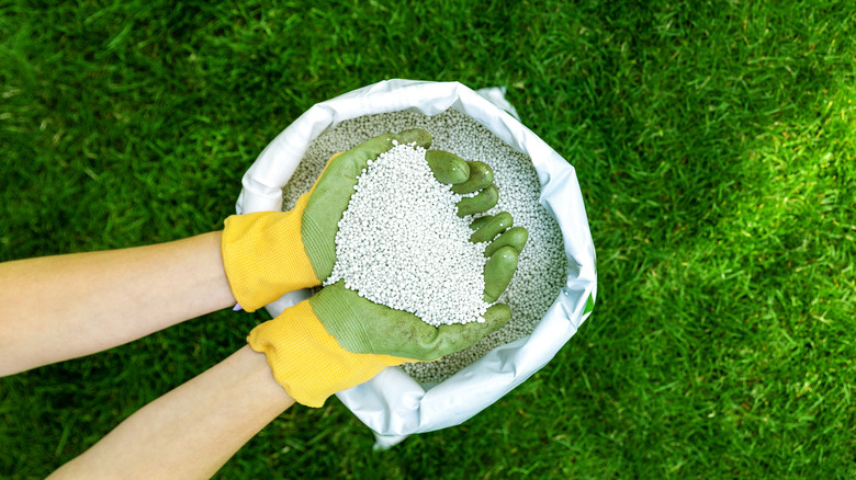 person holding lawn fertilizer granules